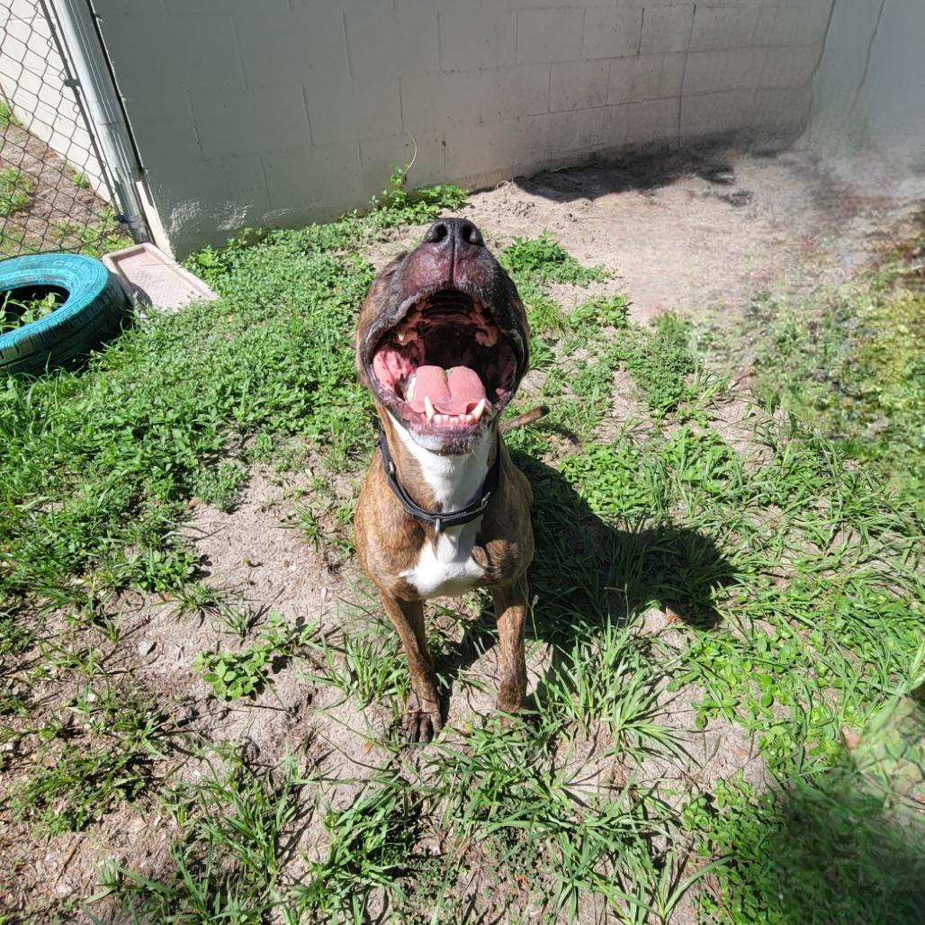 Enlarge Pringles, a Adoptable Mixed Breed in Lake Panasoffkee, FL image 5/6
