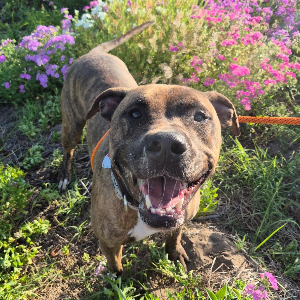 Enlarge Pringles, a Adoptable Mixed Breed in Lake Panasoffkee, FL image 6/6