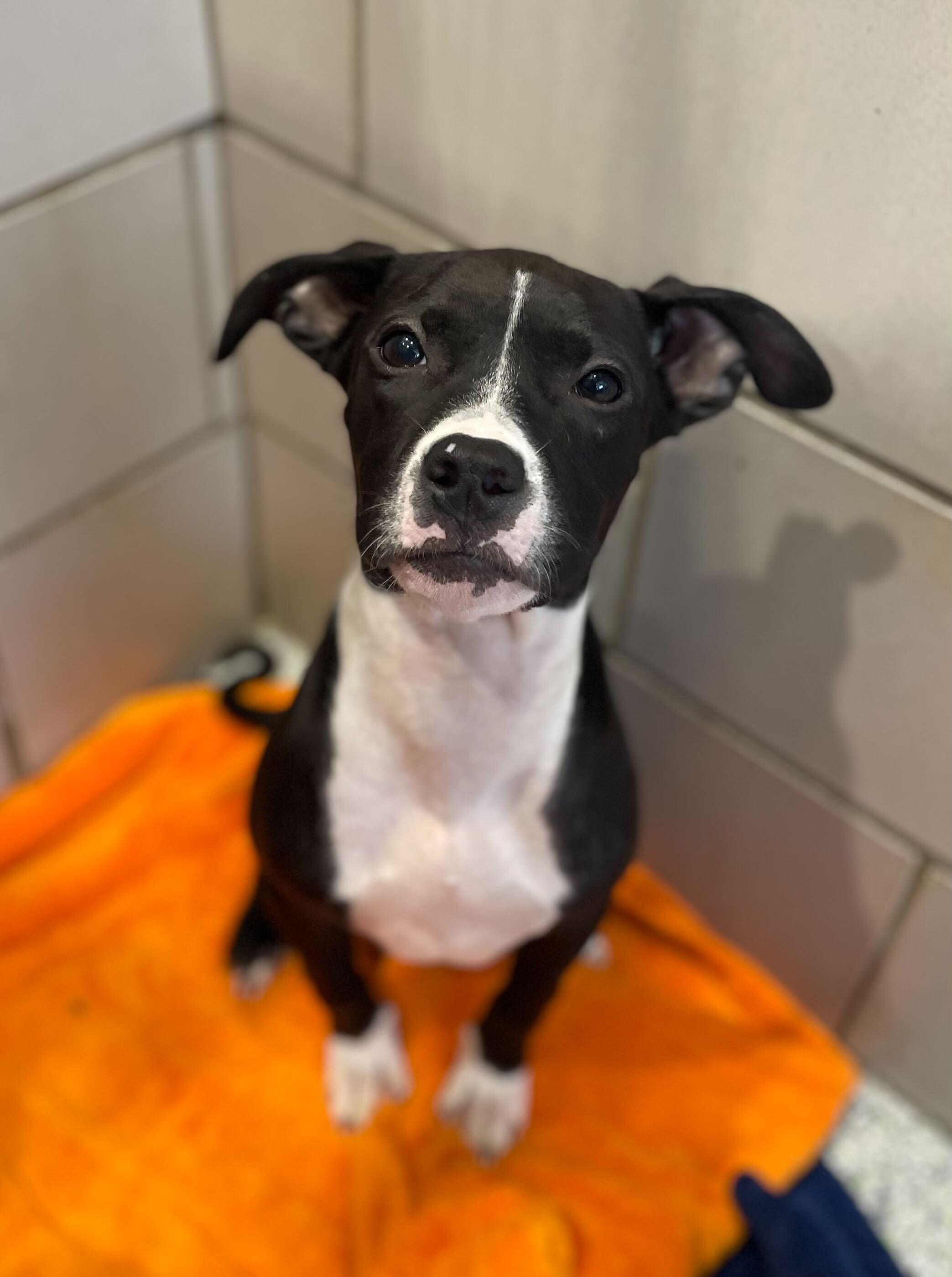 DJ, a Adoptable American Bully in Jackson, MI image 1/6