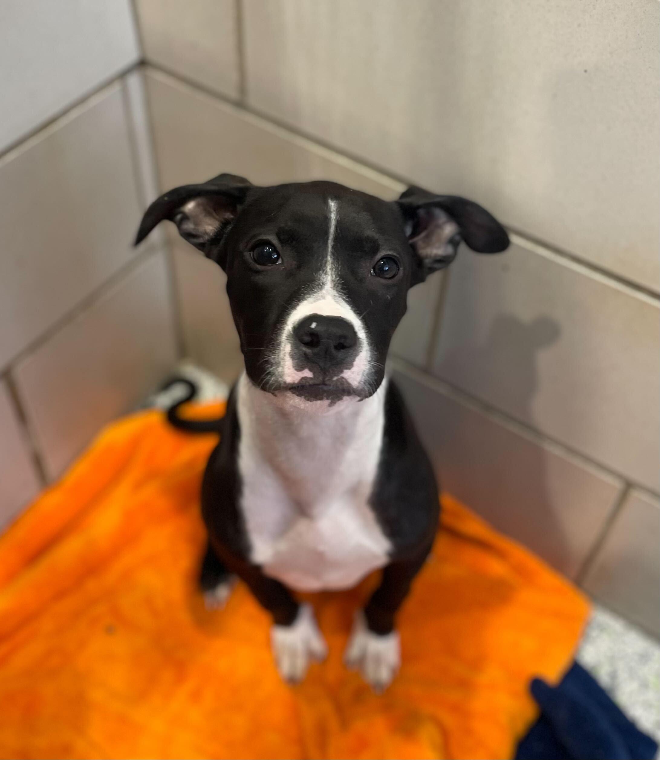 DJ, a Adoptable American Bully in Jackson, MI image 2/6