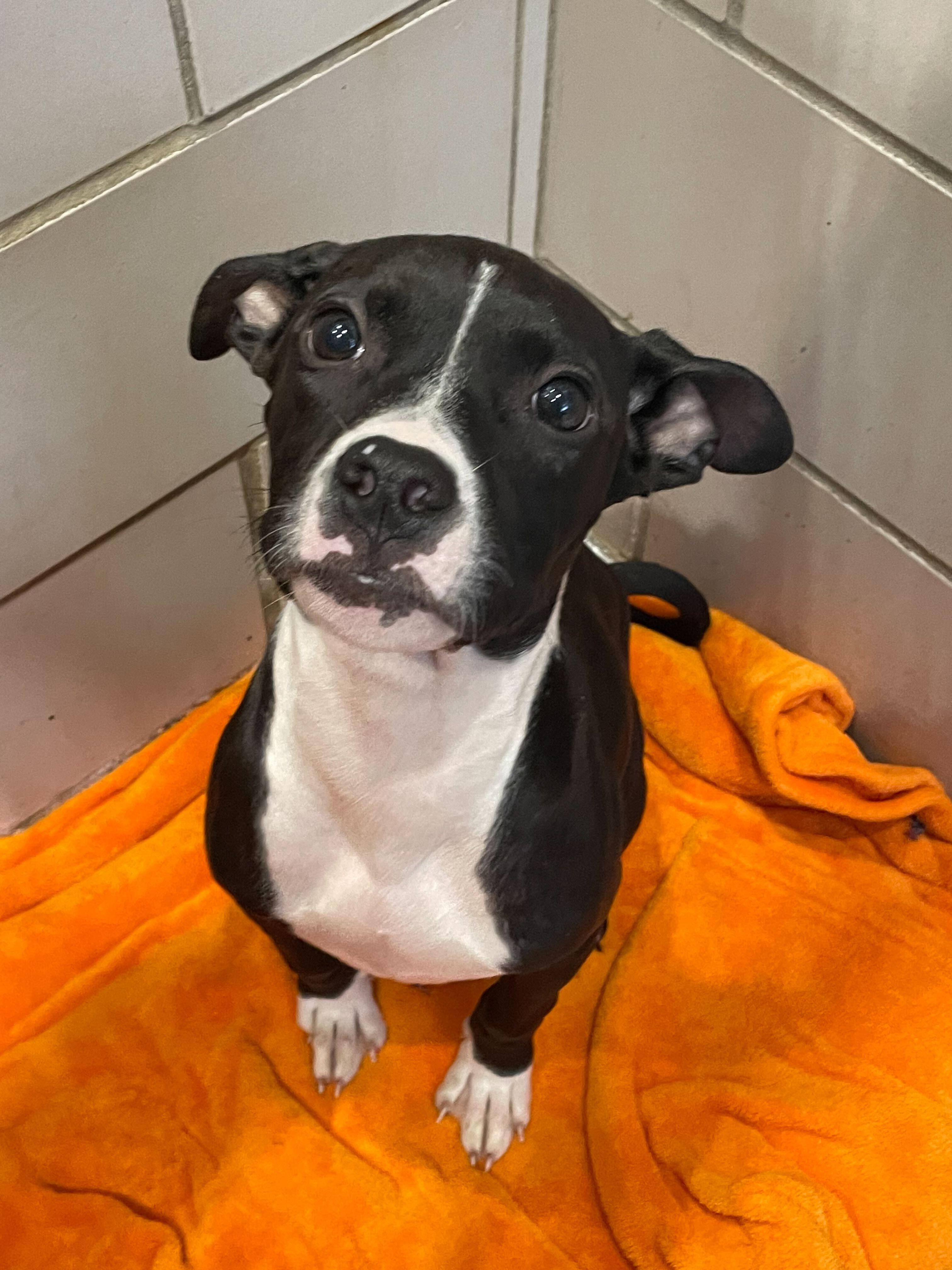 DJ, a Adoptable American Bully in Jackson, MI image 3/6