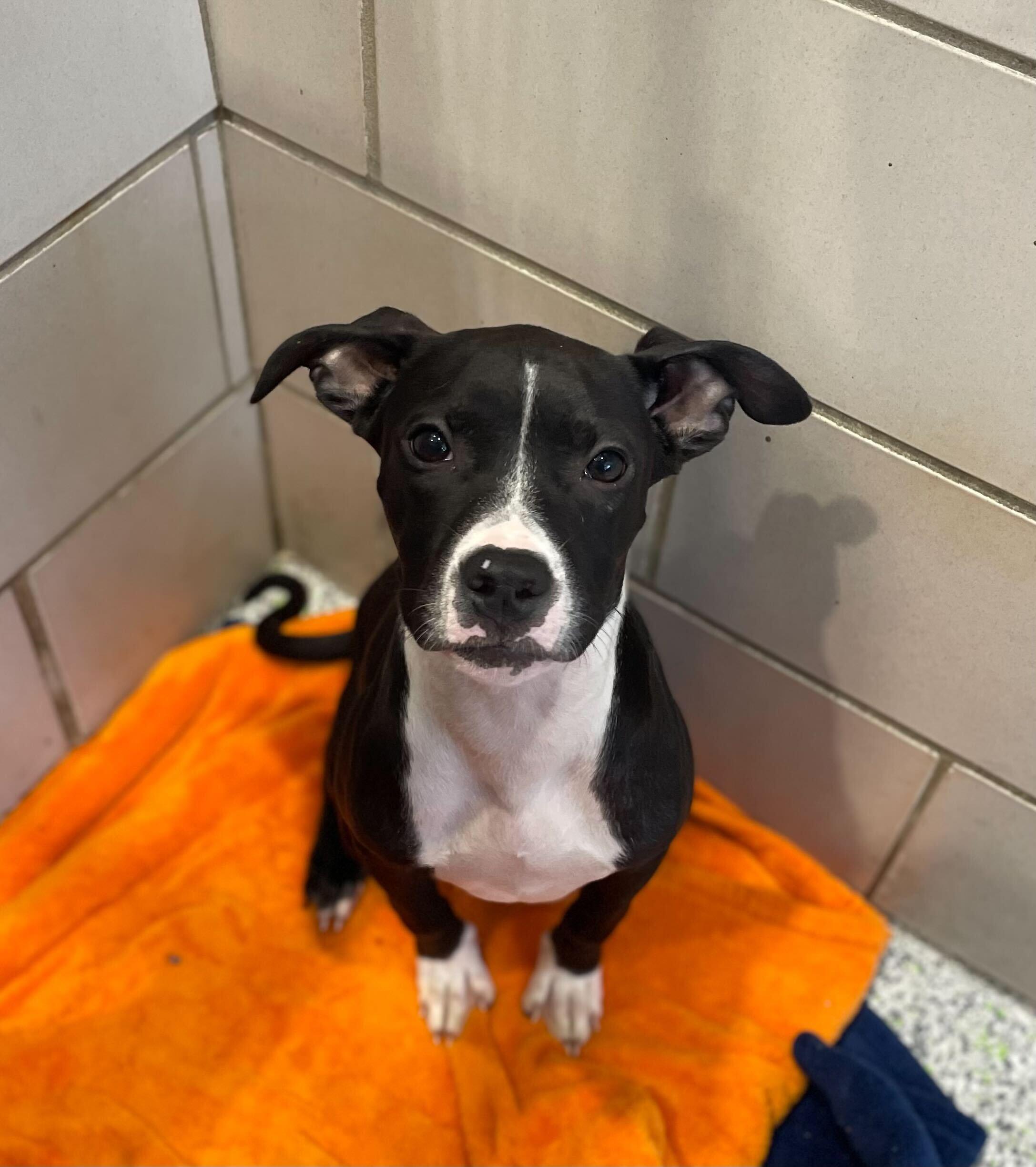 DJ, a Adoptable American Bully in Jackson, MI image 4/6