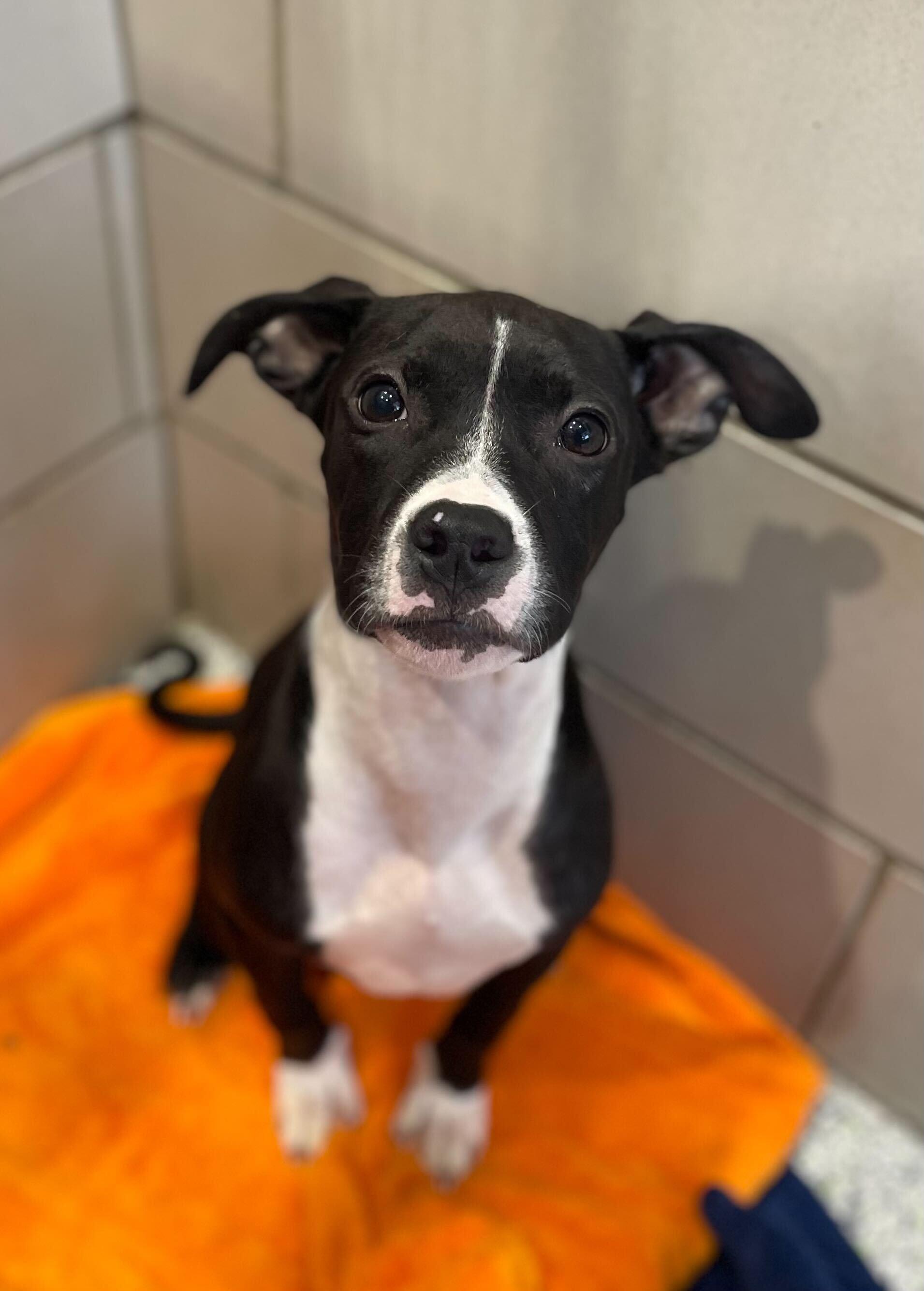 DJ, a Adoptable American Bully in Jackson, MI image 5/6