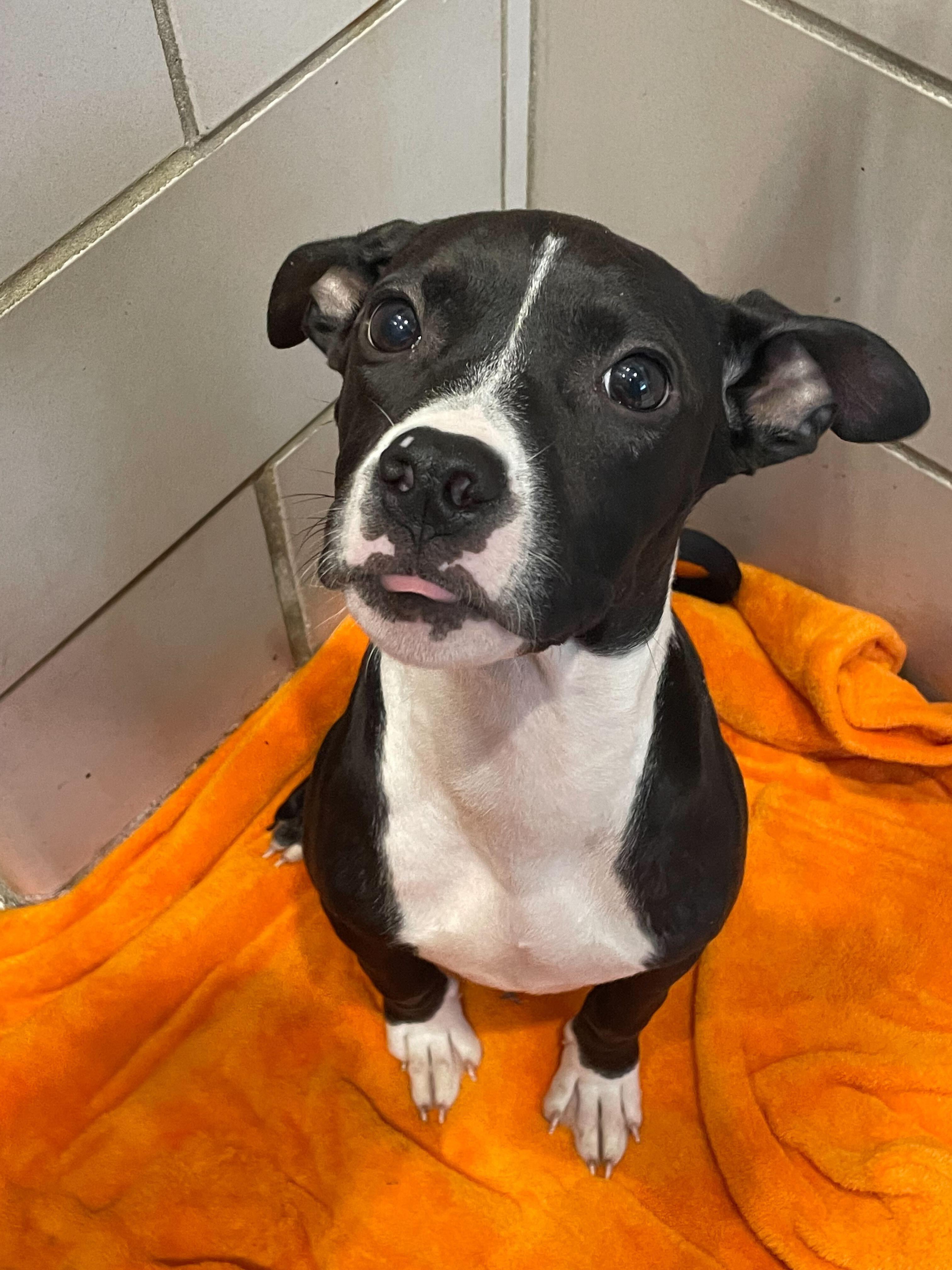 DJ, a Adoptable American Bully in Jackson, MI image 6/6