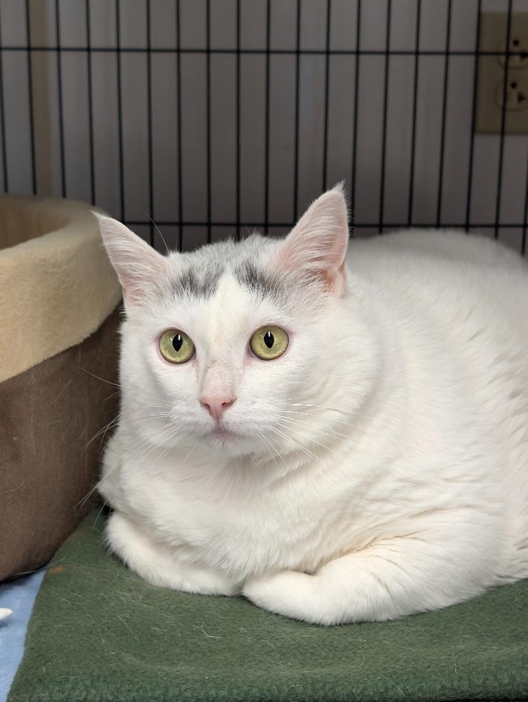 Enlarge Snow White, a Adoptable mixed breed in Shelton, WA image 1/5