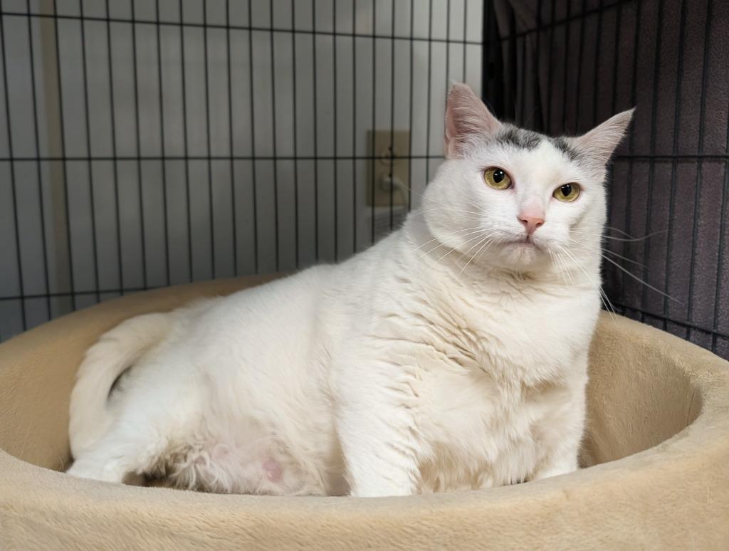 SnowWhite, Adoptable, Adult Female Domestic Medium Hair.