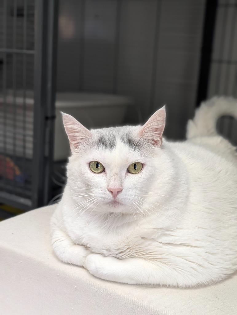 Enlarge Snow White, a Adoptable mixed breed in Shelton, WA image 3/6