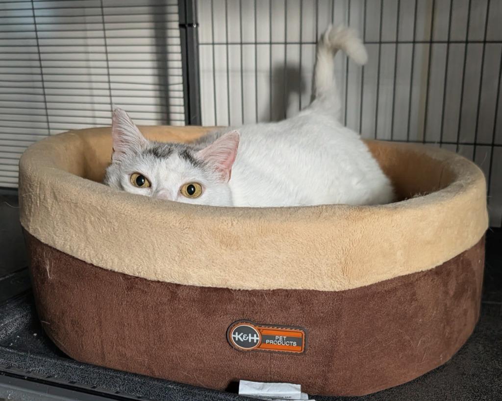 Enlarge SnowWhite, a Adoptable mixed breed in Shelton, WA image 2/3