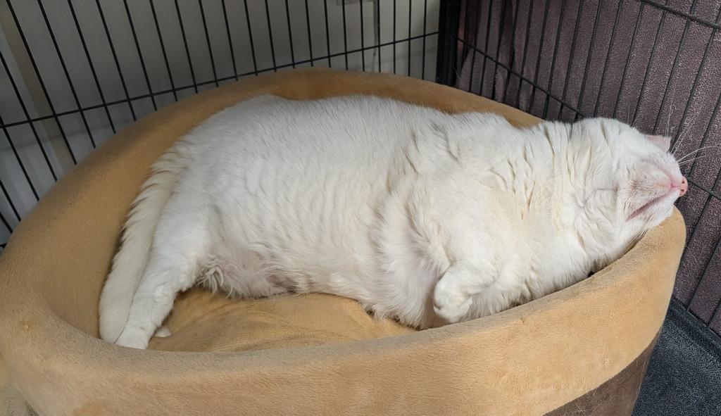Enlarge SnowWhite, a Adoptable mixed breed in Shelton, WA image 3/3