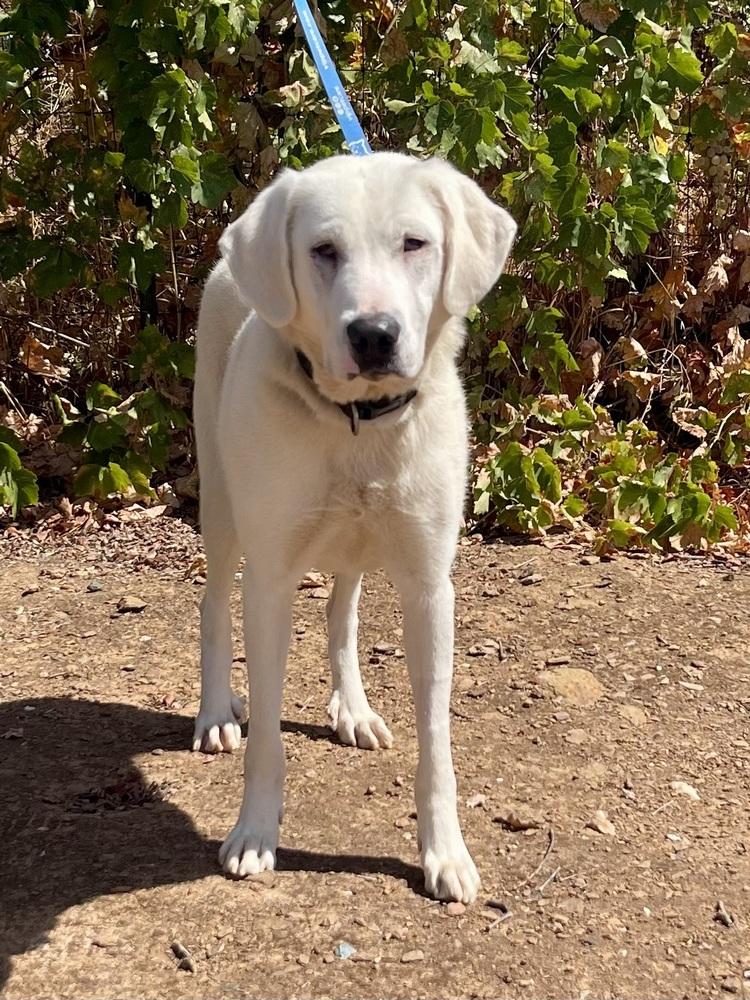 Magnolia, Adoptable, Young Female Great Pyrenees & Akbash.