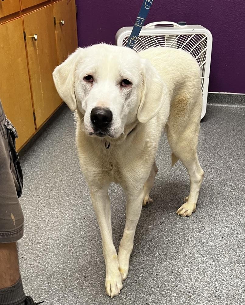 Enlarge Magnolia, a Adoptable mixed breed in Jamestown, CA image 2/3