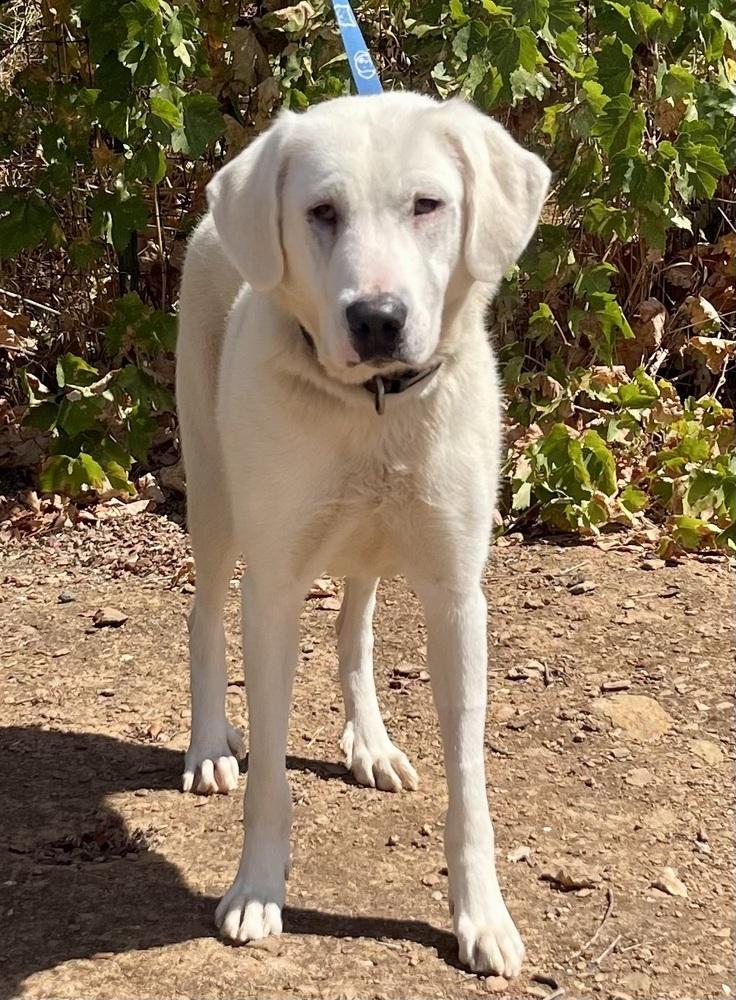 Enlarge Magnolia, a Adoptable mixed breed in Jamestown, CA image 3/3