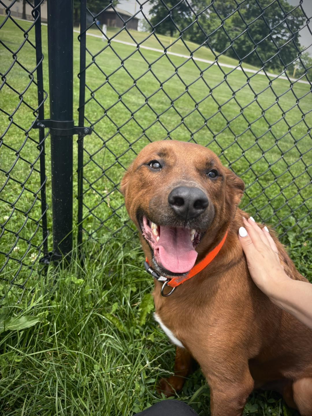 Bam Bam, Adult Male Mixed Breed