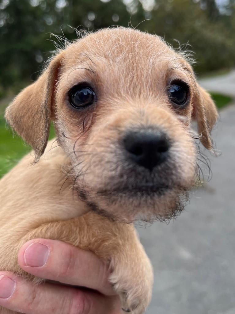 Diamond Leo, Adoptable, Puppy Male Border Terrier & Wirehaired Terrier.