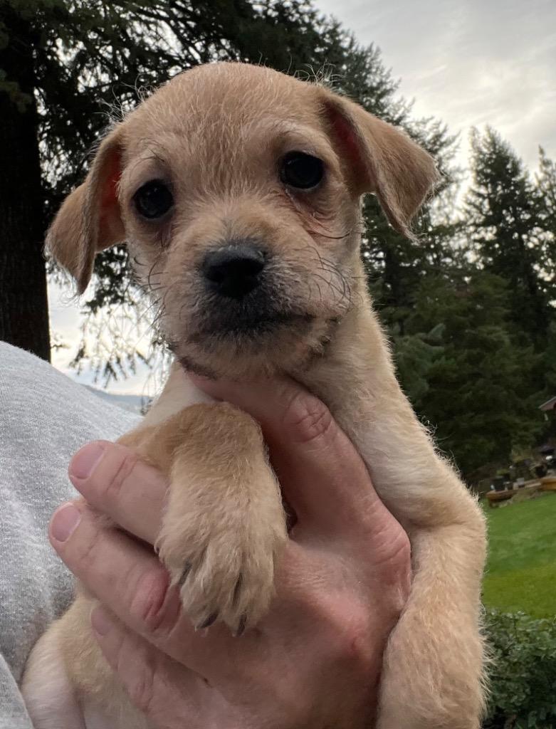 Enlarge Diamond Leo, a Adoptable mixed breed in Thompson Falls, MT image 2/2