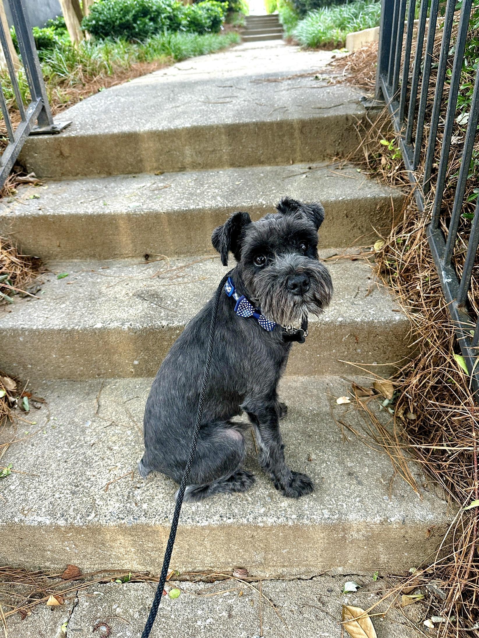 Bug, Adoptable, Adult Male Miniature Schnauzer.