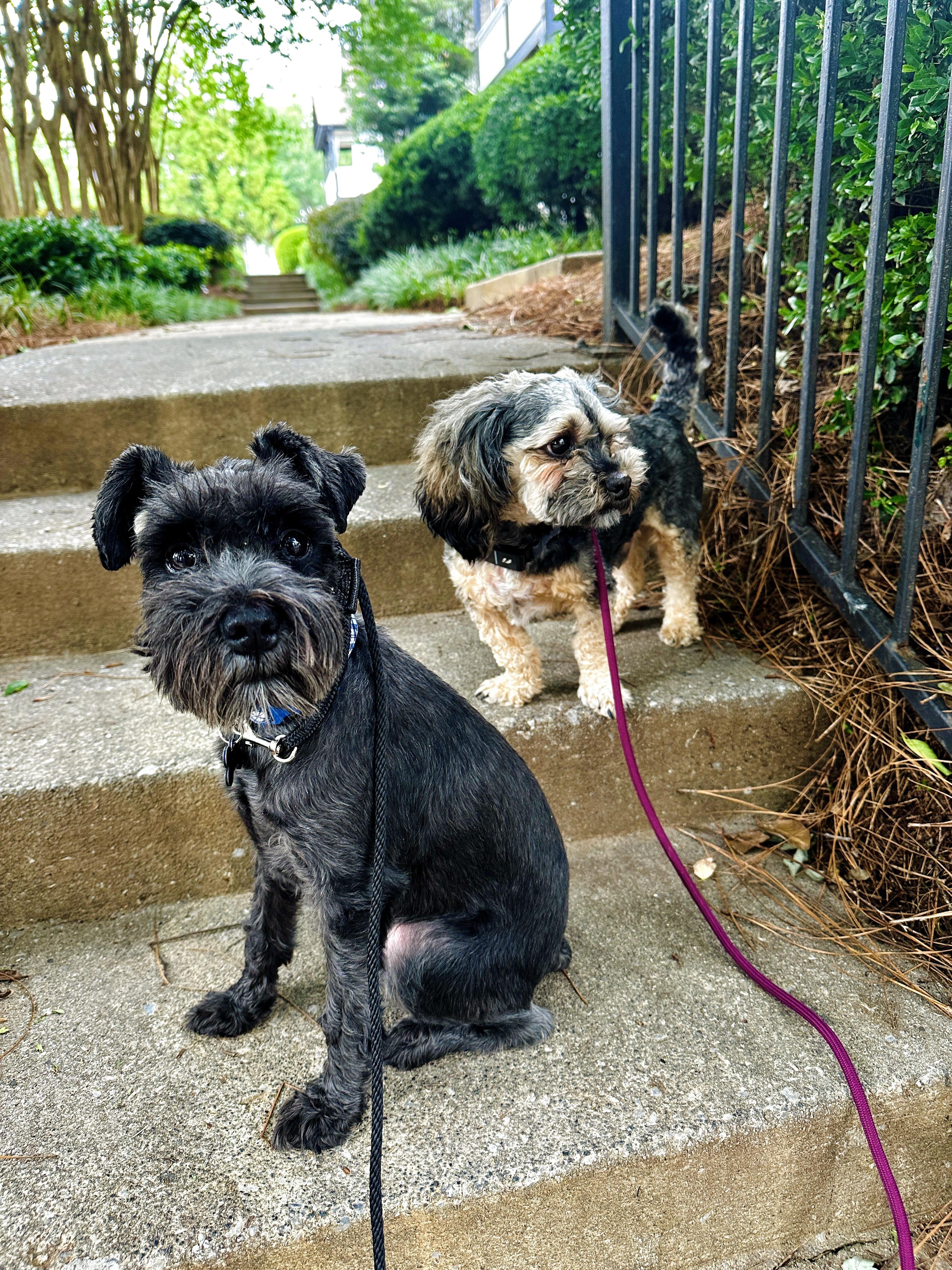 Bug, a Adoptable Miniature Schnauzer in Marietta, GA image 3/5