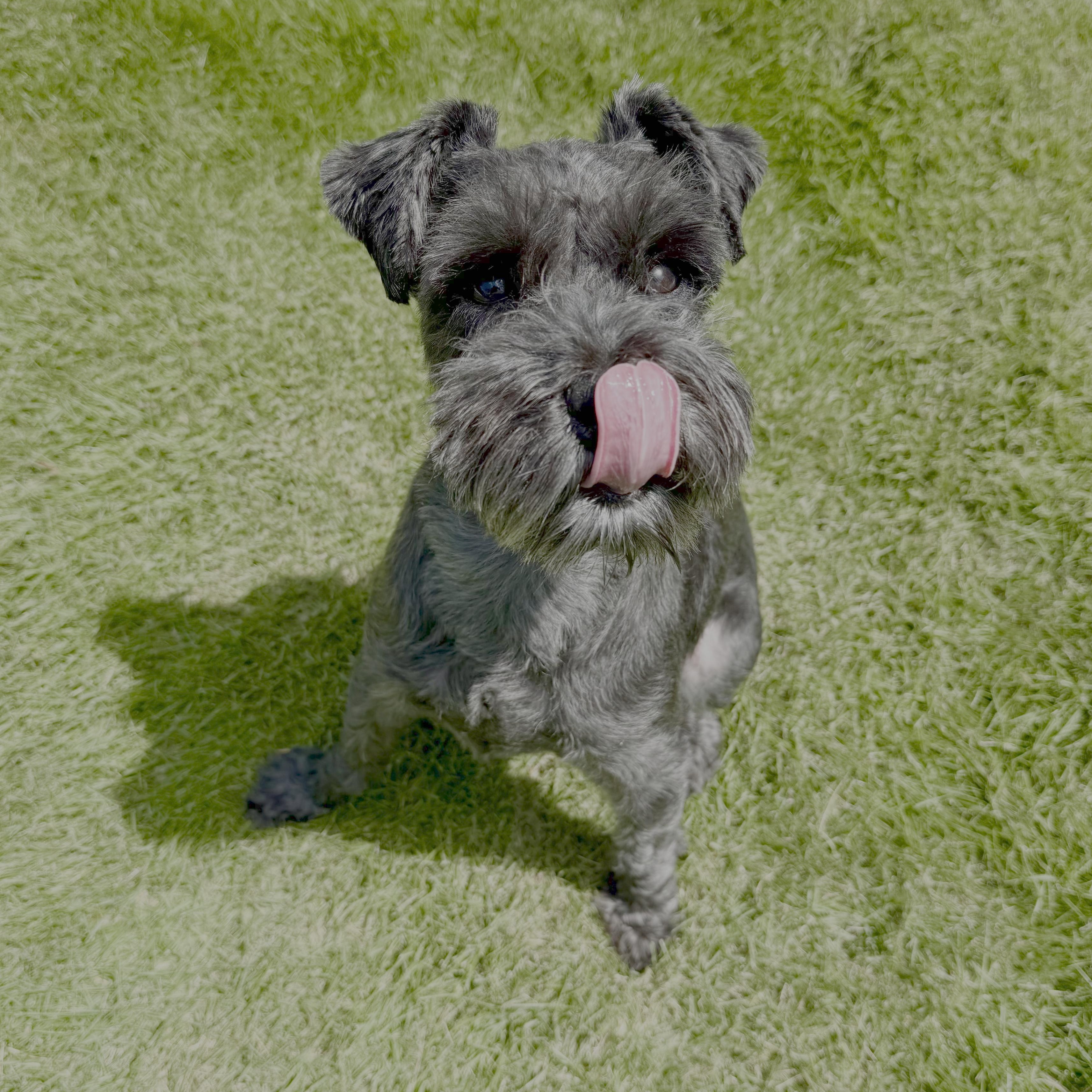 Bug, a Adoptable Miniature Schnauzer in Marietta, GA image 5/5