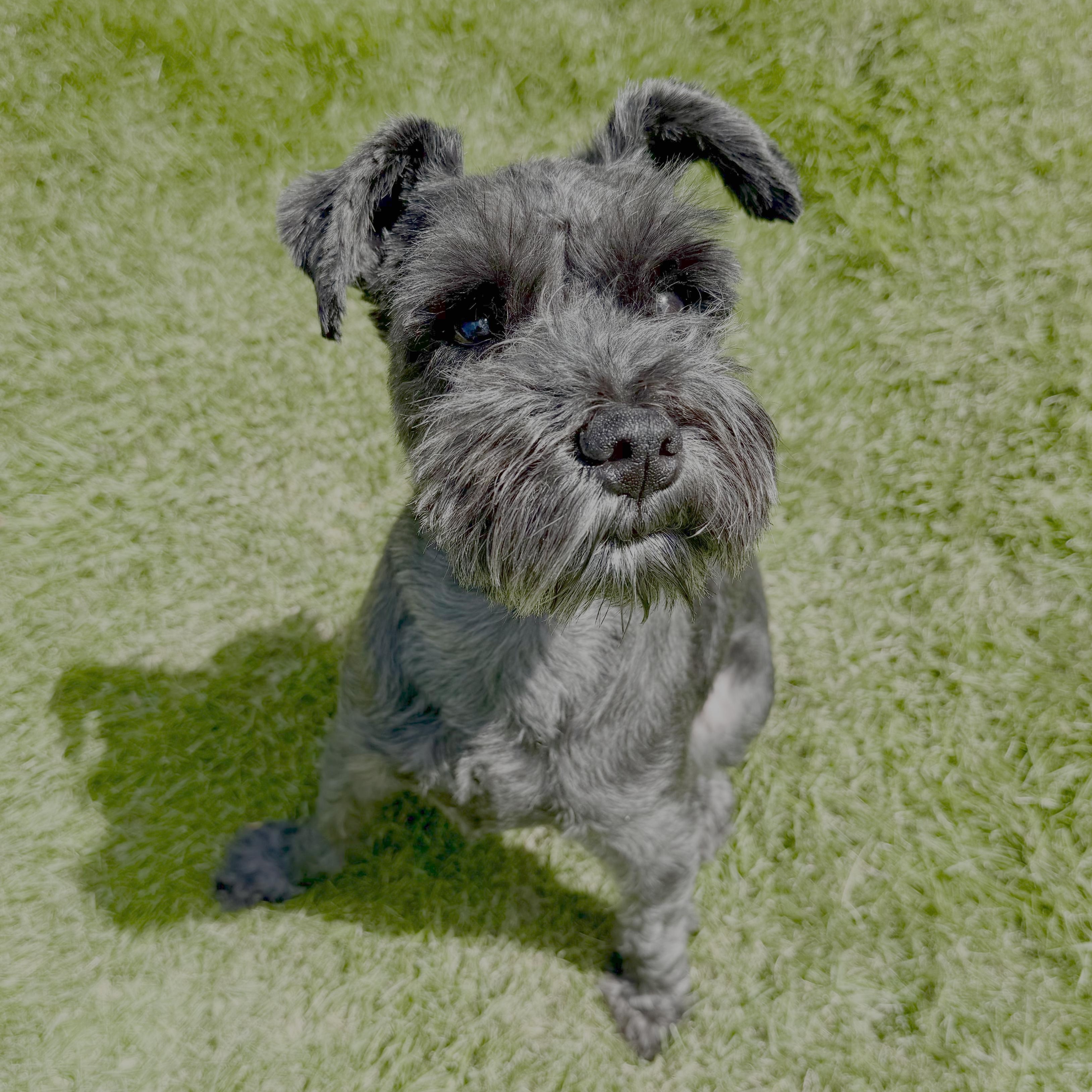Bug, a Adoptable Miniature Schnauzer in Marietta, GA image 4/5