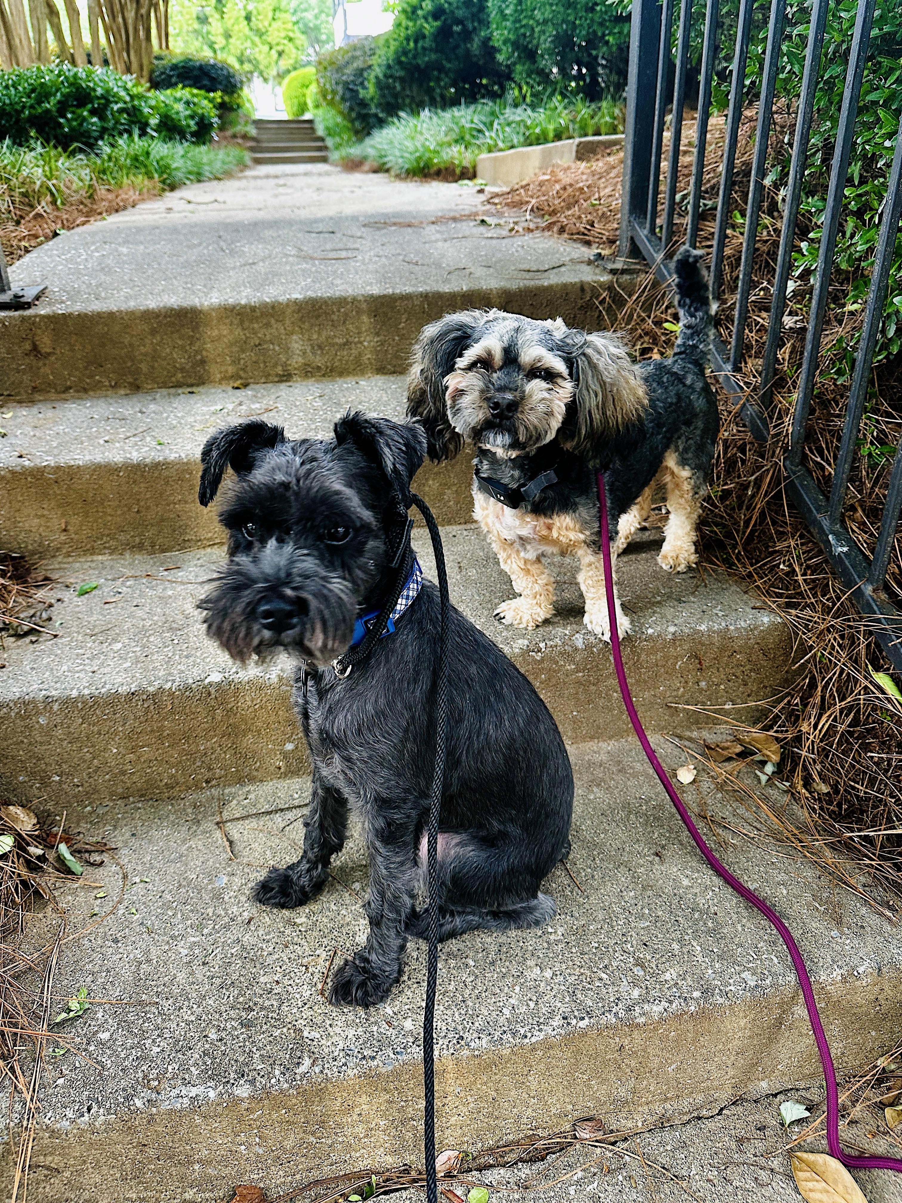 Bug, a Adoptable Miniature Schnauzer in Marietta, GA image 2/5