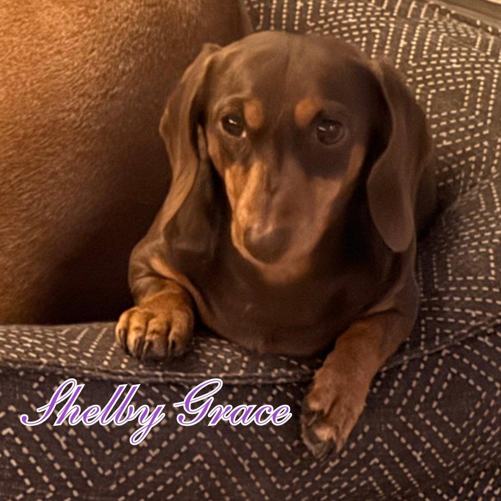 Shelby Grace, a Adoptable Dachshund in San Antonio, TX image 1/3