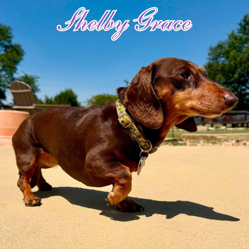 Shelby Grace, a Adoptable Dachshund in San Antonio, TX image 2/3