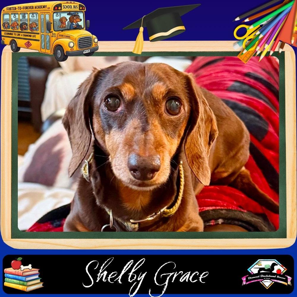 Shelby Grace, a Adoptable Dachshund in San Antonio, TX image 3/3