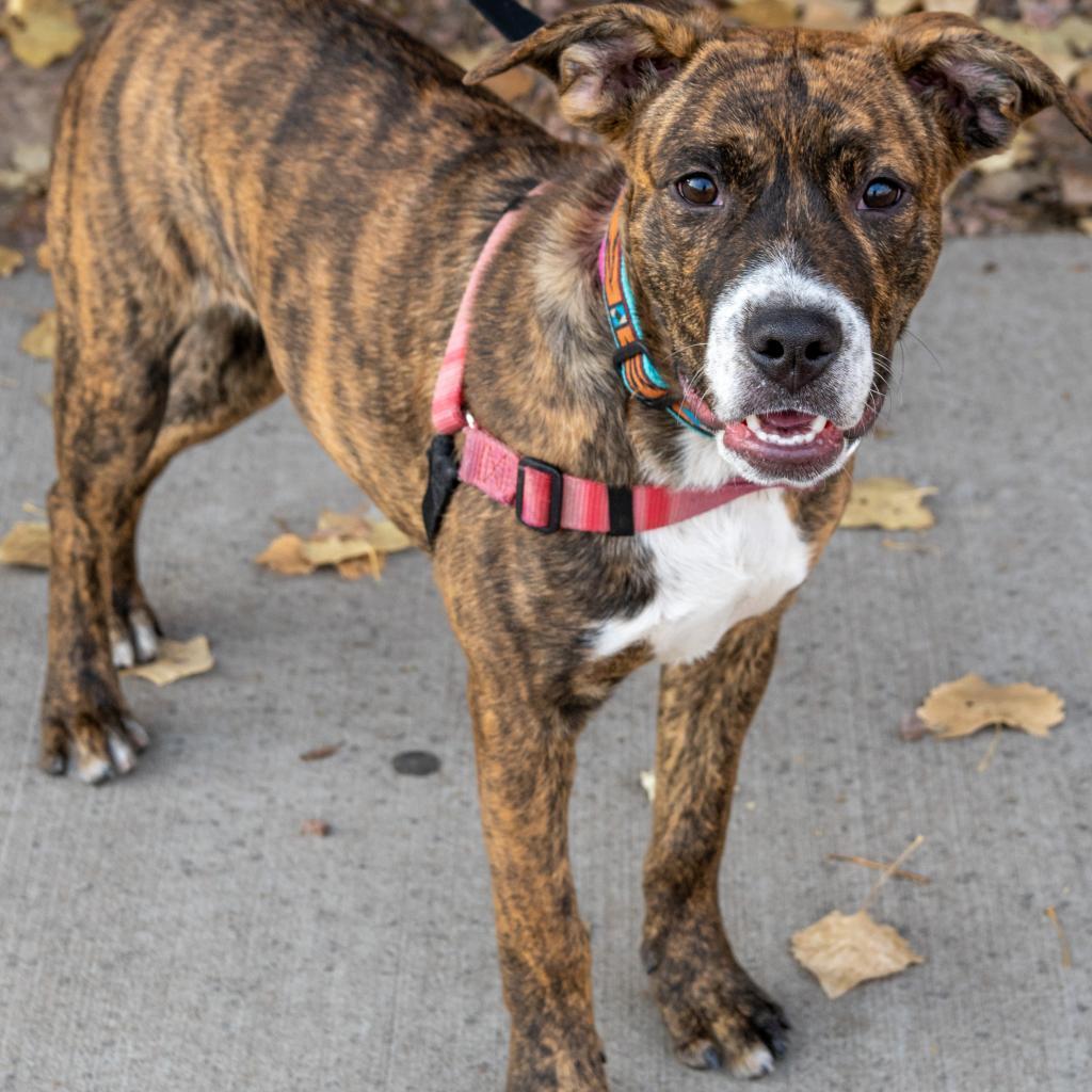 Enlarge Zoe, a Adoptable Pit Bull Terrier in Albuquerque, NM image 1/6