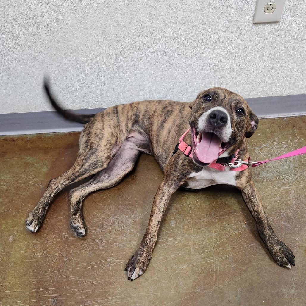 Enlarge Zoe, a Adoptable Pit Bull Terrier in Albuquerque, NM image 2/6