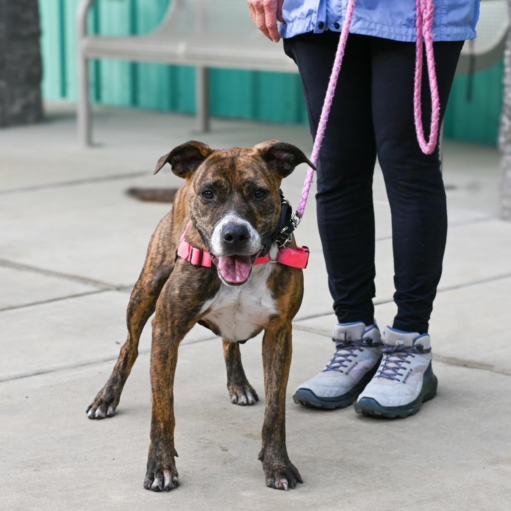 Enlarge Zoe, a Adoptable Pit Bull Terrier in Albuquerque, NM image 3/6