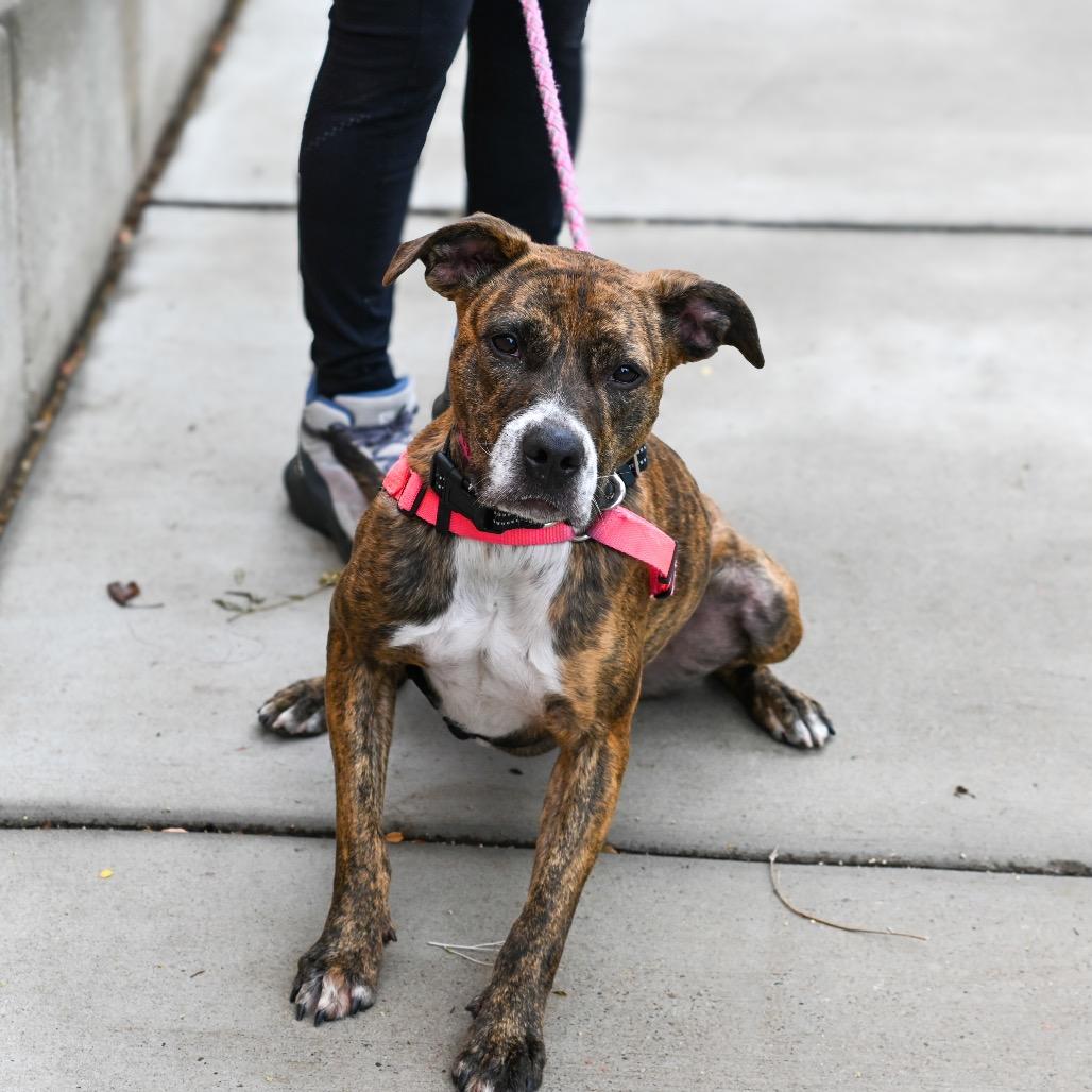 Enlarge Zoe, a Adoptable Pit Bull Terrier in Albuquerque, NM image 4/6