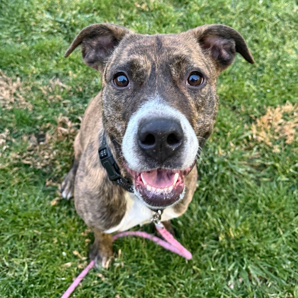 Enlarge Zoe, a Adoptable Pit Bull Terrier in Albuquerque, NM image 5/6
