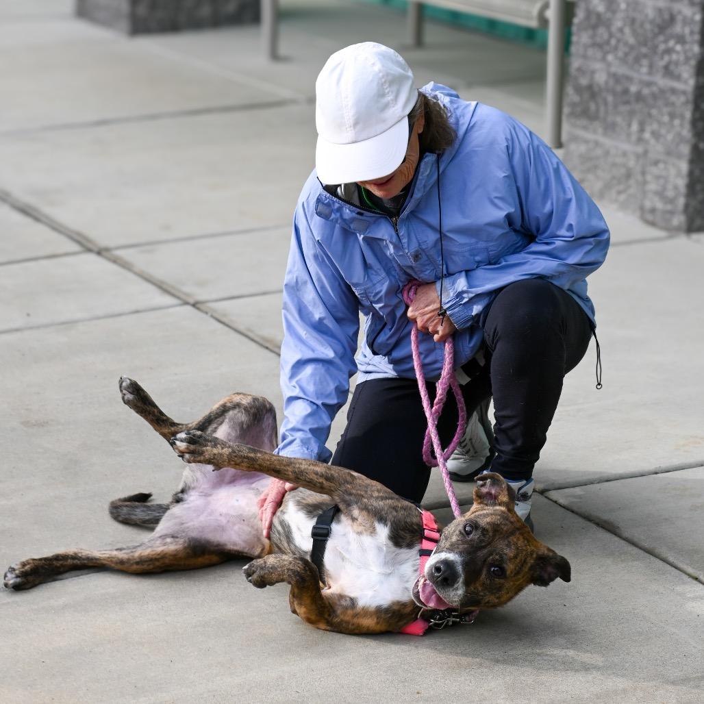 Enlarge Zoe, a Adoptable Pit Bull Terrier in Albuquerque, NM image 6/6