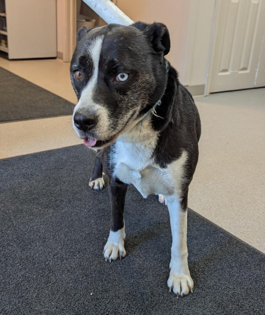 Indi, Adoptable, Adult Female Husky & Mixed Breed.