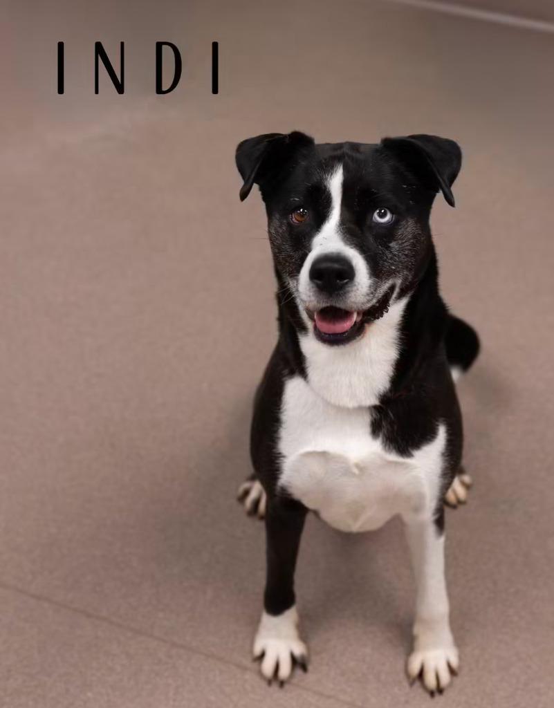 Enlarge Indi, a Adoptable mixed breed in La Porte, IN image 2/2