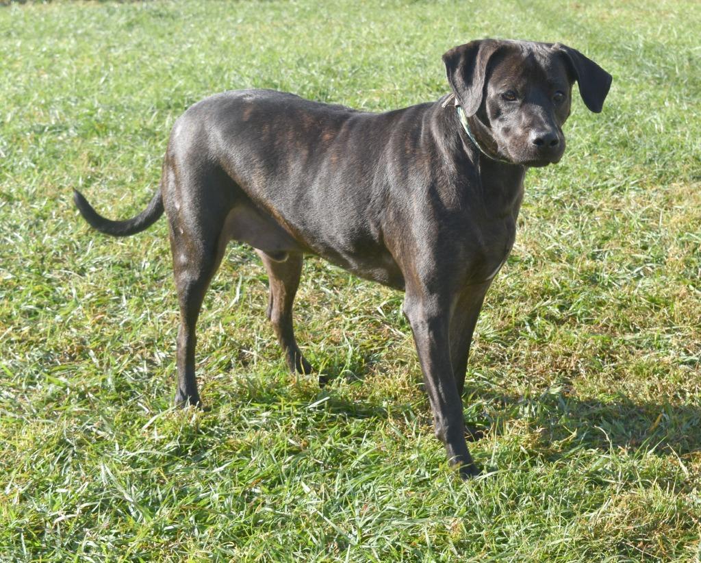 Bo, Adoptable, Adult Male Labrador Retriever & Mixed Breed.