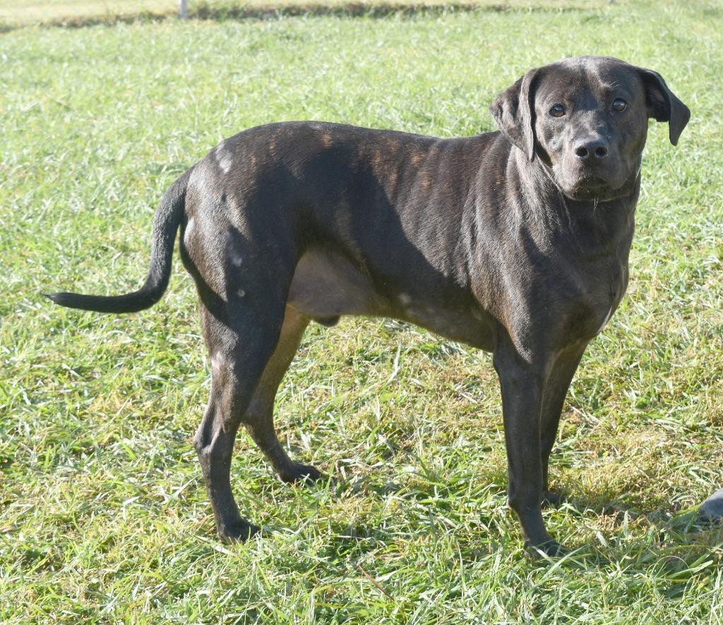 Enlarge Bo, a Adoptable mixed breed in Kingsland, GA image 2/2