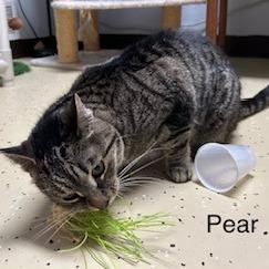 Pear--In Foster, Adoptable, Adult Female Domestic Short Hair.
