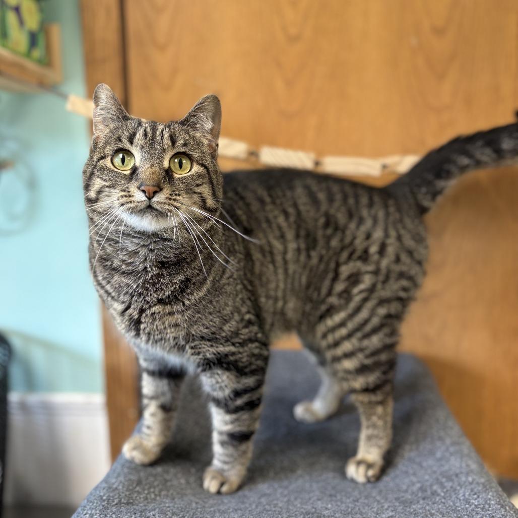 Enlarge Pear--In Foster, a Adoptable Domestic Short Hair in Fargo, ND image 2/6