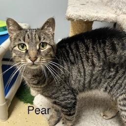 Enlarge Pear--In Foster, a Adoptable Domestic Short Hair in Fargo, ND image 3/6