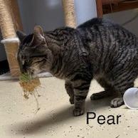 Enlarge Pear--In Foster, a Adoptable Domestic Short Hair in Fargo, ND image 4/6
