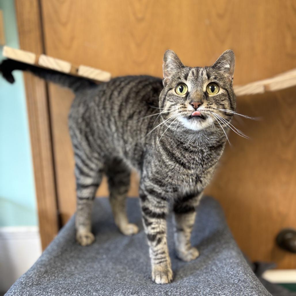 Enlarge Pear--In Foster, a Adoptable Domestic Short Hair in Fargo, ND image 5/6