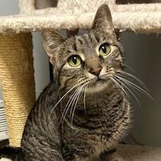 Enlarge Pear--In Foster, a Adoptable Domestic Short Hair in Fargo, ND image 6/6