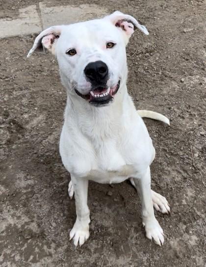 George, Adoptable, Adult Male Mixed Breed & Mixed Breed.