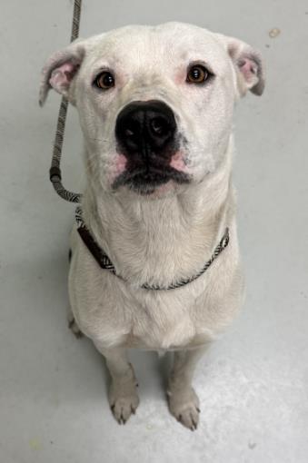 George, a Adoptable mixed breed in Savannah, GA image 2/2