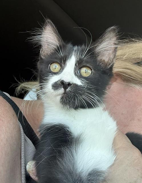 Fee Fee, a ADOPTABLE Domestic Medium Hair in Sedalia, CO image 1/2