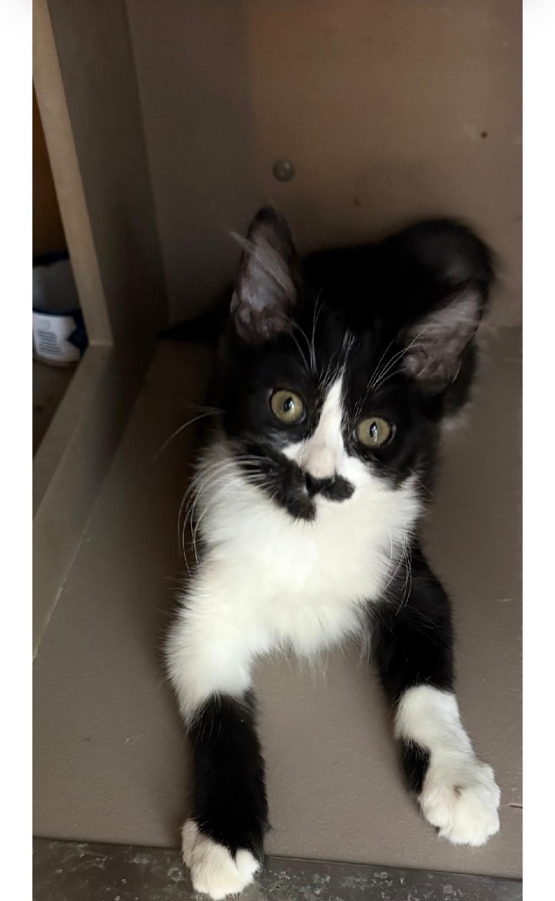 Fee Fee, a ADOPTABLE Domestic Medium Hair in Sedalia, CO image 2/2