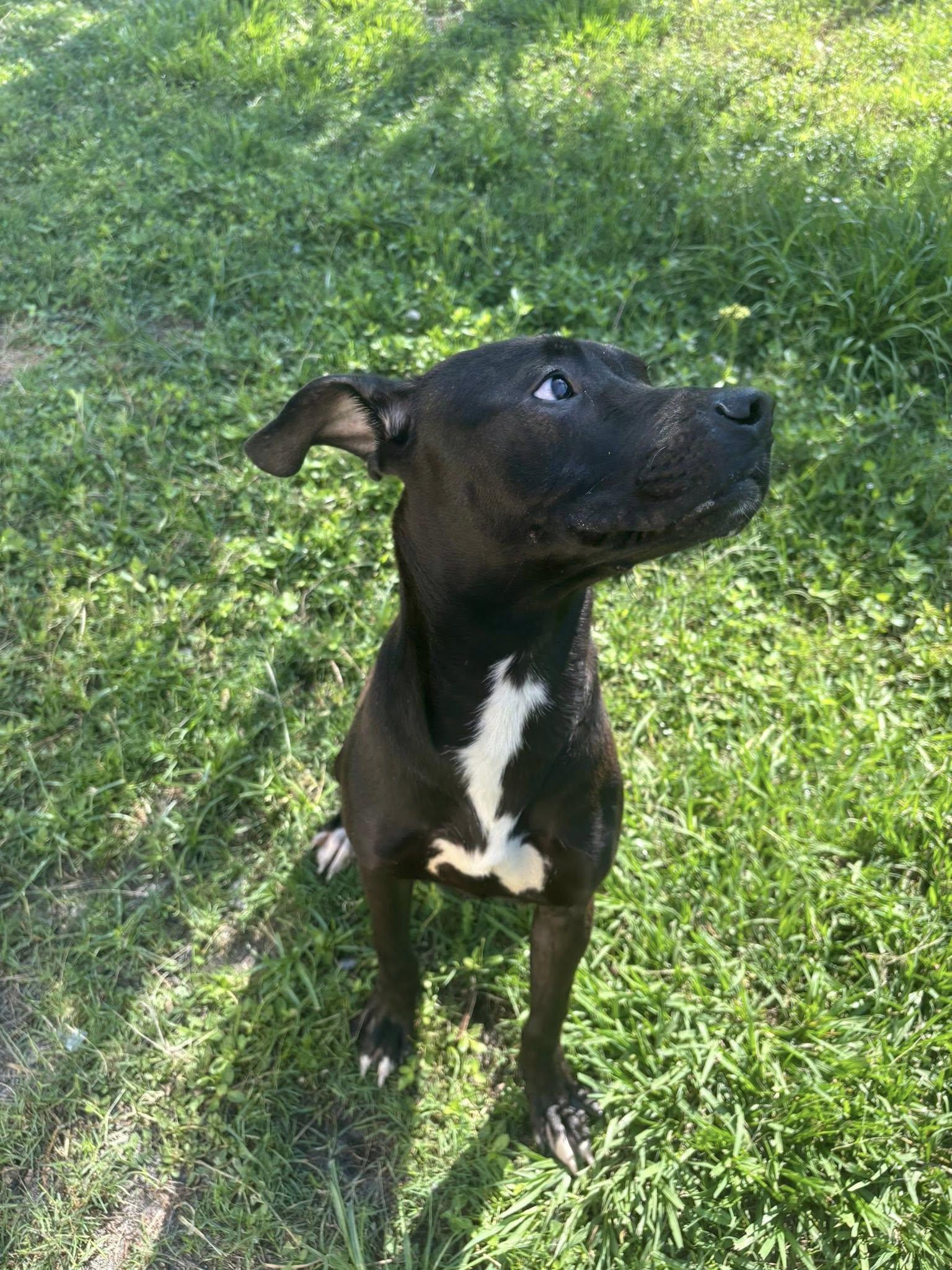 Draco photo 2