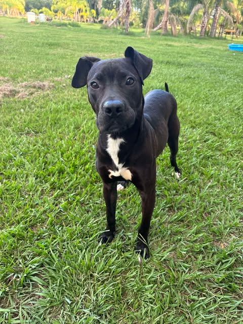 Enlarge Draco, a Adoptable mixed breed in Arcadia, FL image 1/3