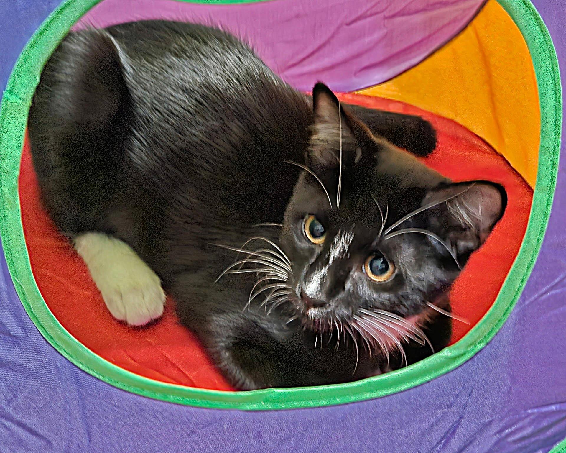 Cocada, a Adoptable Domestic Short Hair in Allen, TX image 1/6